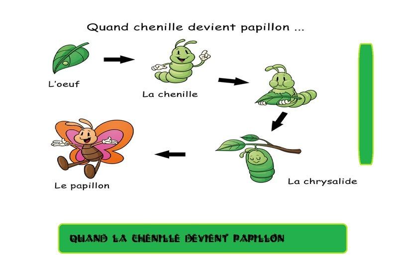 De La Chenille Au Papillon Maternelle le papillon
